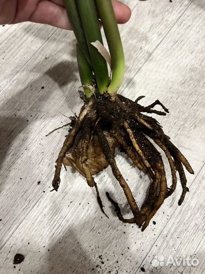 Замиокулькас