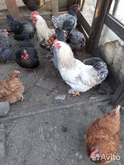 Молодые петушки