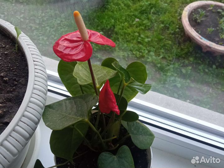 Комнатные цветы антуриум