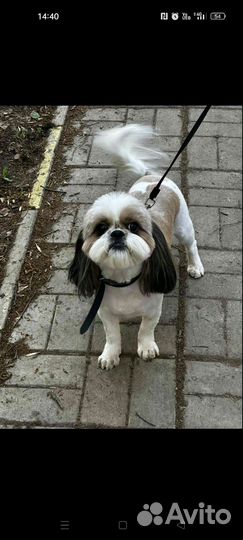 Ши-тцу вязка Самара