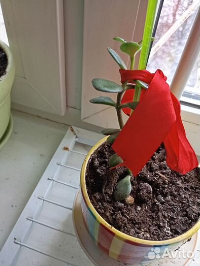 Денежное дерево