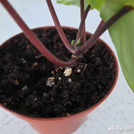 Пеперомия арбузная