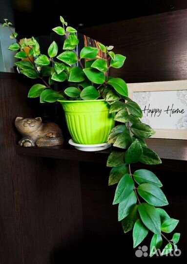 Эсхинантус