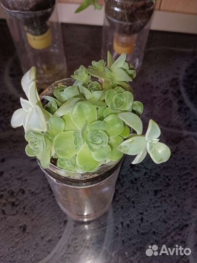 Комнатные растения