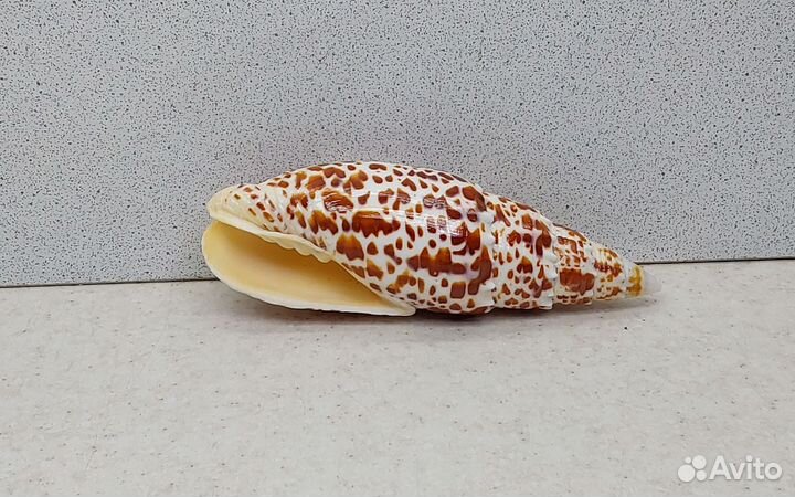 Митра Папалис 12,0 морская ракушка раковина