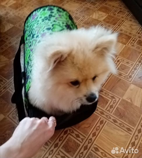 Сумка переноска для кошек и собак