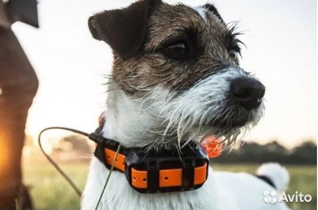 Электронный ошейник для собак