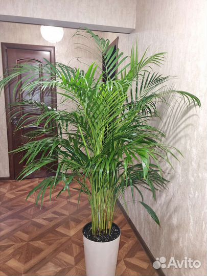 Диффенбахия,арика