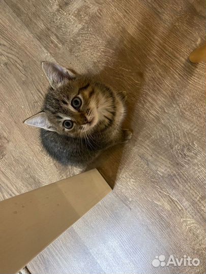 Девочка котенок в добрые руки