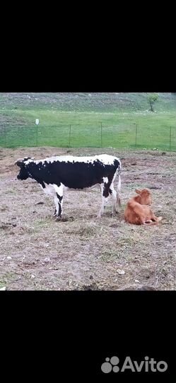Корова с теленком