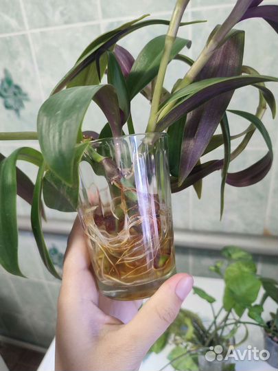 Сингониум и Рео