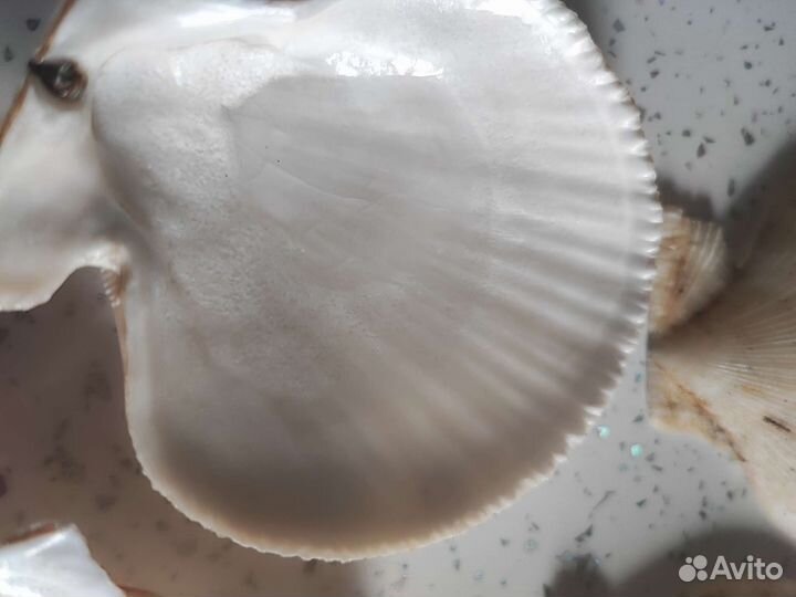 Ракушка гребешка