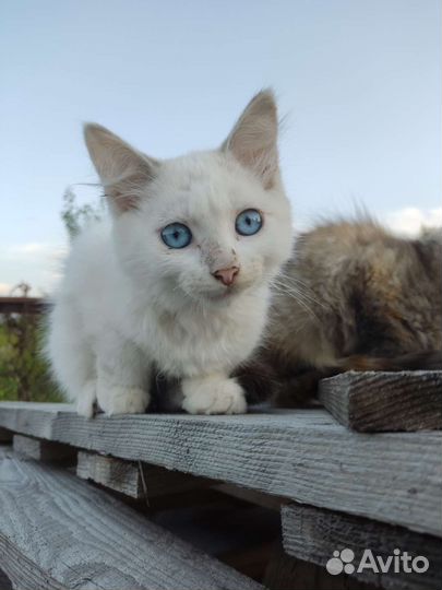 Кошка в дар