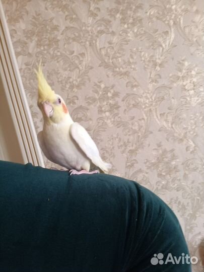 Разные птицы