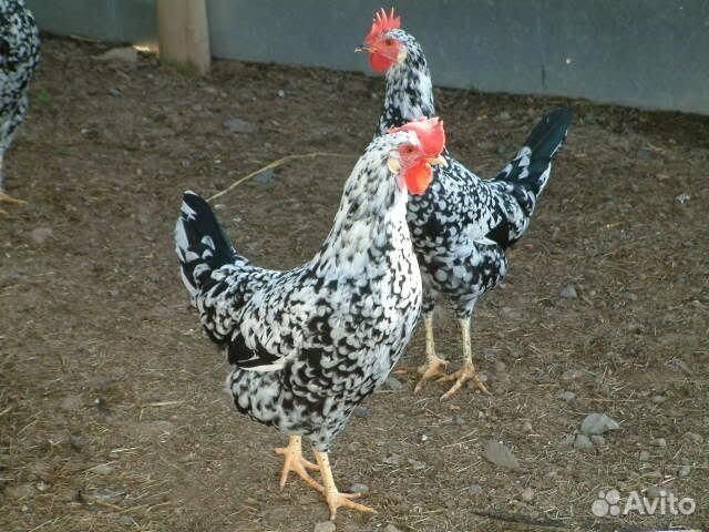 Брудер для цыплят на 50шт