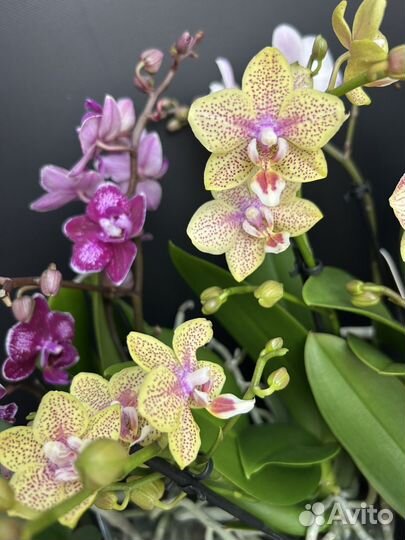 Орхидея фаленопсис