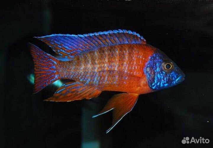 Аулонокара Аурика Красная (арт 3198)