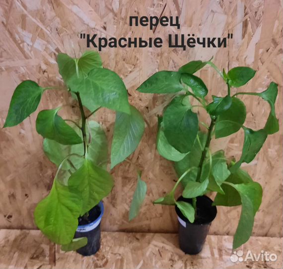 Перец сладкий рассада