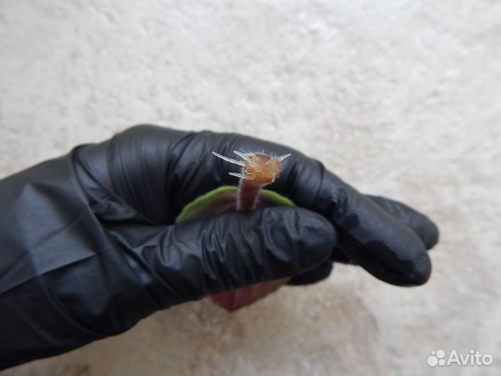 Комнатные растения (укорененные черенки)