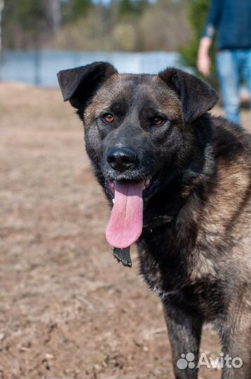 Ласковый пес Багдад ждет родителей