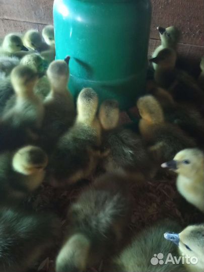 Цыплята