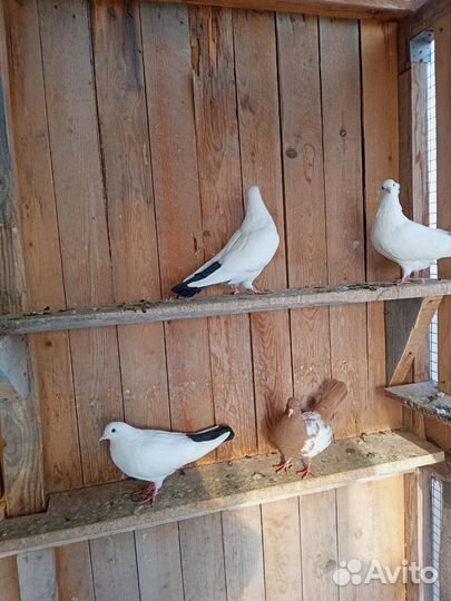 Продаются голуби сороки черные красные жёлтые