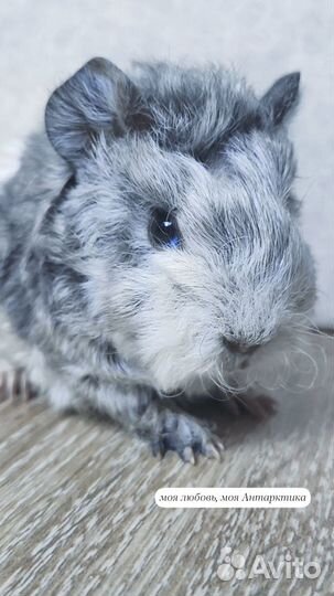 Морские свинки на любой вкус