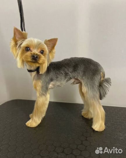 Йоркширский терьер вязка мальчик