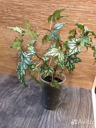 Бегония каудексная