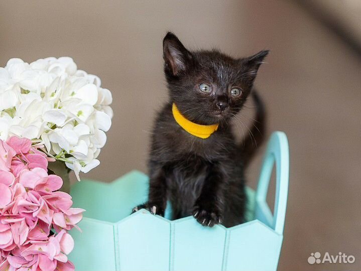 Черный котенок мальчик в добрые руки