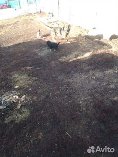 Щенки немецкой овчарки