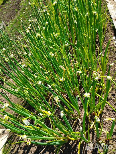 Египедский лук