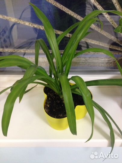 Цветок, растение (хлорофитум)