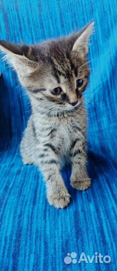 Маленький ласковый котенок ищет дом