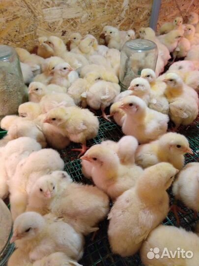 Цыпленок бройлер Импорт