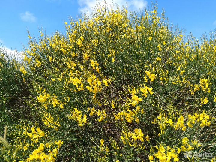 Дрок испанский, жасмин голоцветковый