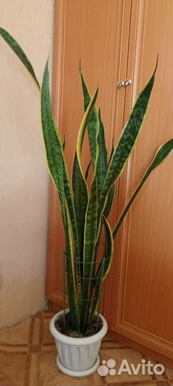 Сансевиерия