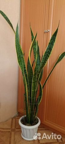 Сансевиерия
