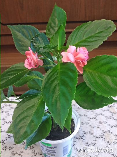 Бальзамин махровый розовый и малиновый