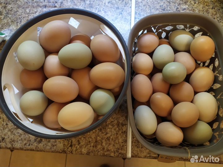 Цыплята суточные, яйцо на инкубацию