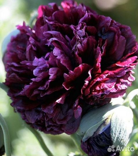 Черный принц