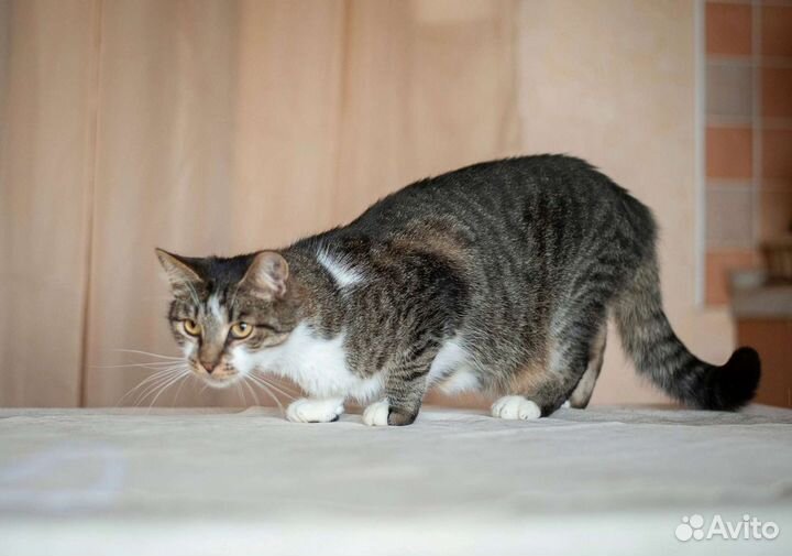Котик в добрые руки
