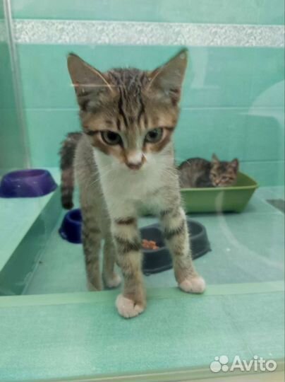 Кошка в дар бесплатно