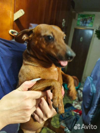 Щеночки 2-х месячные