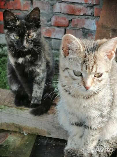 Кошка в дар