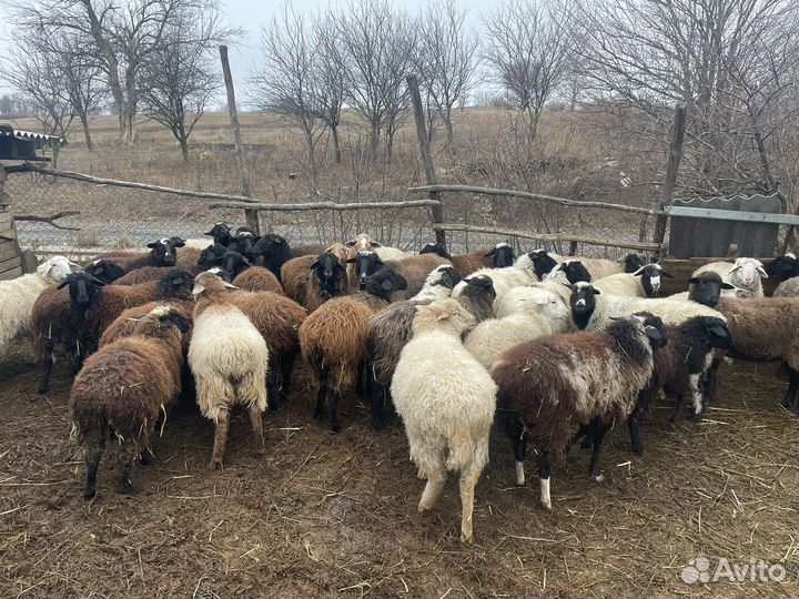 Овцы бараны