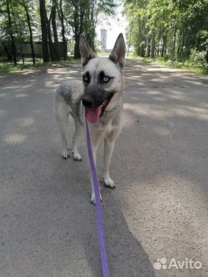 Собака в добрые руки