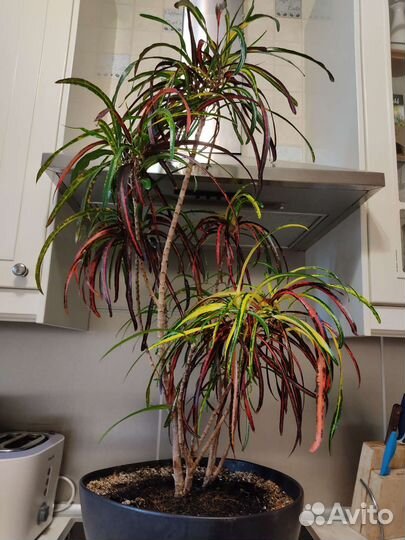 Кротон Занзибар