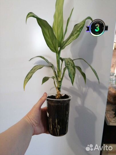 Аглаонема Сильвер Кинг