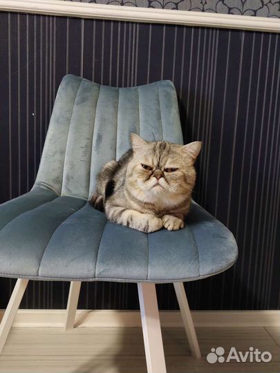 Кот интроверт